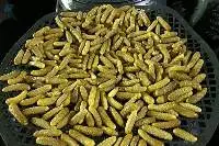 Preserved Gherkins 150/300