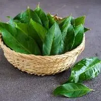 Bay leaf