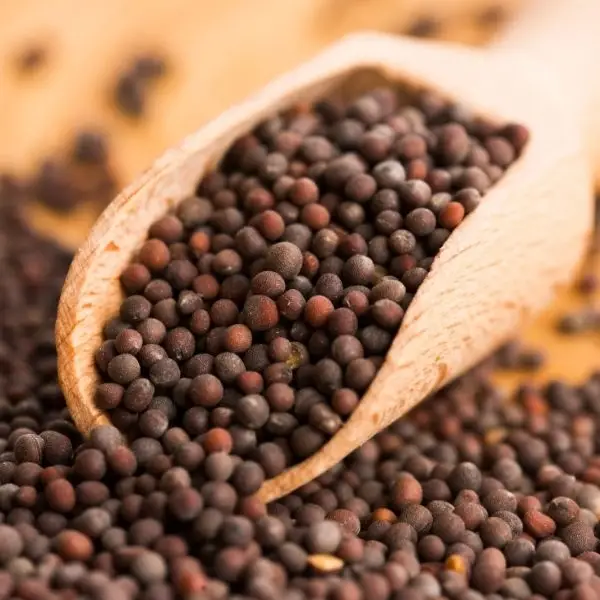 Mustard Seeds