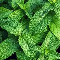 Mint
