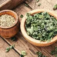 Oregano