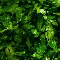Parsley