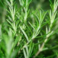Rosemary