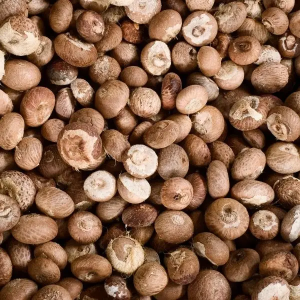 Arecanuts
