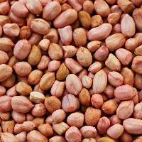 Groundnut