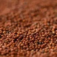 Finger Millet