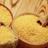Great Millet