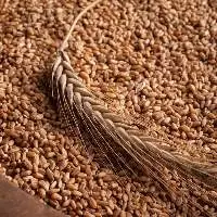 Wheat