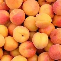 Apricots