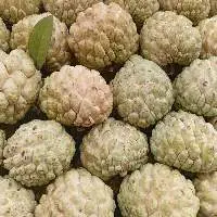 Custard Apple