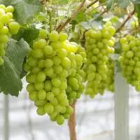 Grapes