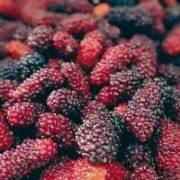 Mulberry
