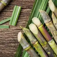 Sugarcane