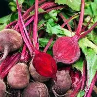 Beetroot