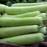 Bottle Gourd