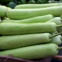 Bottle Gourd