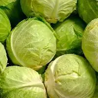 Cabbage