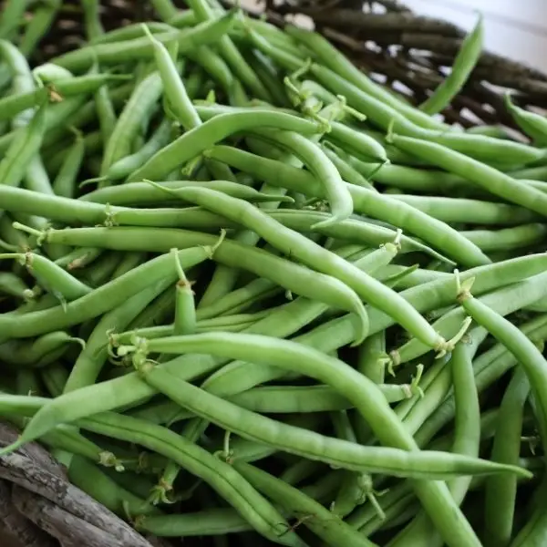 Cluster Beans