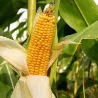 Corn/Maize
