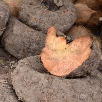 Elephant Foot Yam