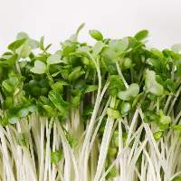 Fenugreek Leaves