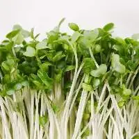 Fenugreek Leaves