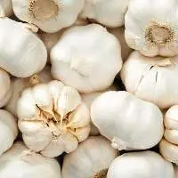 Garlic