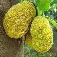 Jackfruit