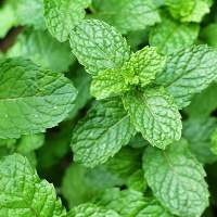 Mint Leaves