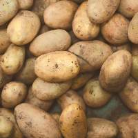 Potato