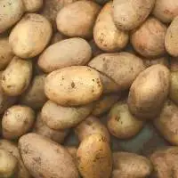 Potato