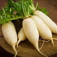 Radish