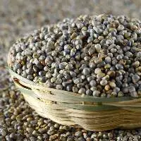 Bajra