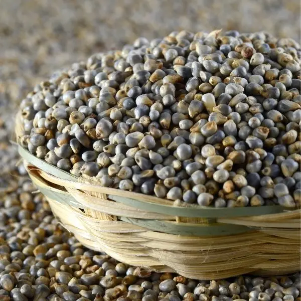Bajra
