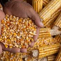 Maize (Corn)