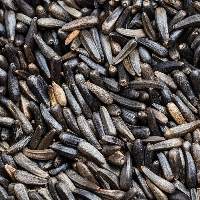 Niger Seeds