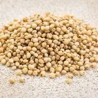 Sorghum