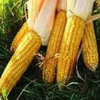 Yellow Maize