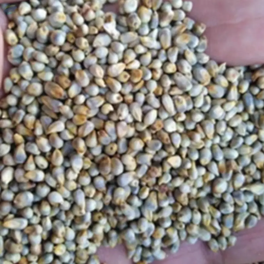 Pearl Millet