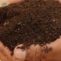 Neem seed Fertilizer
