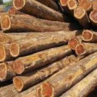 Sandal Wood