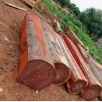 Rose Wood