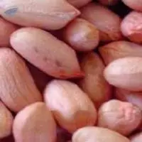 Ground nut