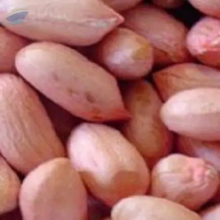 Ground nut