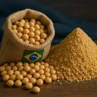 Soybeans GMO & Non-GMO