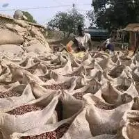 Dried Cocoa Beans