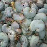 Raw Cashew Nuts In Shell