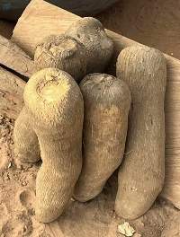 Fresh Sweet White Yam
