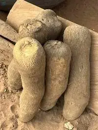 Fresh Sweet White Yam