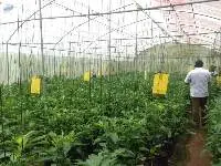 Premium Greenhouse Farming Structures